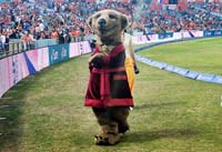 Meerkat-Entertainment1-4-0826